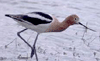 bird image