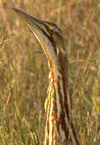 bird image