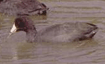 bird image