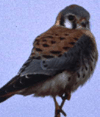 bird image