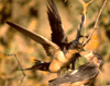 bird image