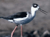 bird image