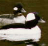 bird image