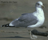 bird image