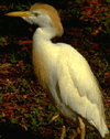 bird image