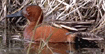 bird image