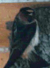 bird image