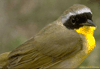 bird image