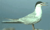 bird image