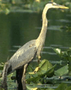 bird image