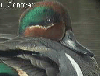 bird image