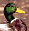 bird image