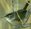 bird image