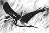 bird image
