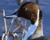 bird image