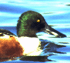 bird image