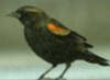 bird image