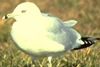bird image