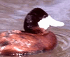 bird image