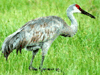 bird image