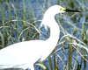 bird image