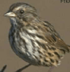 bird image