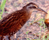 bird image