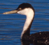 bird image