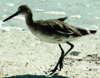 bird image
