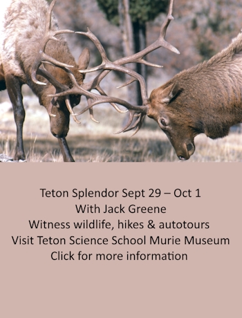 Bridgerland Audubon: Click for more information-Teton Splendor Field Trip Sept 29-Oct 1, 2023 with Jack Greene, Photo Courtesy US NPS, Two bull elk sparring