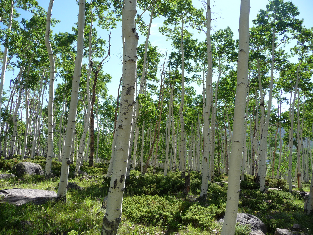 Grove & Lake • Bridgerland Audubon: Protecting the nature of Utah for ...