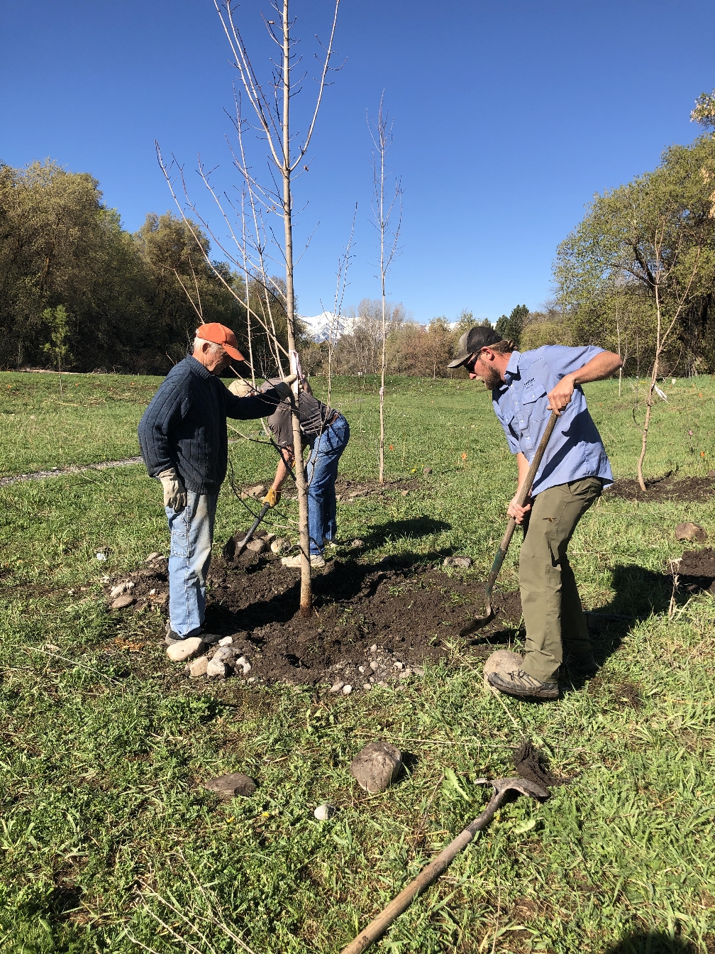 Click to Visit: Bigtooth Maple Planting Volunteers