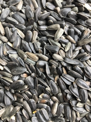 Black Oil Sunflower Seed Courtesy & Copyright Hilary Shughart, Photographer