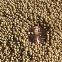 White Proso Millet (50# Lazuli Bunting magnet)