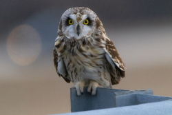 Project Feederwatch: Short-eared Owl Courtesy Project Feederwatch Walt Cochran, Photographer https://feederwatch.org/