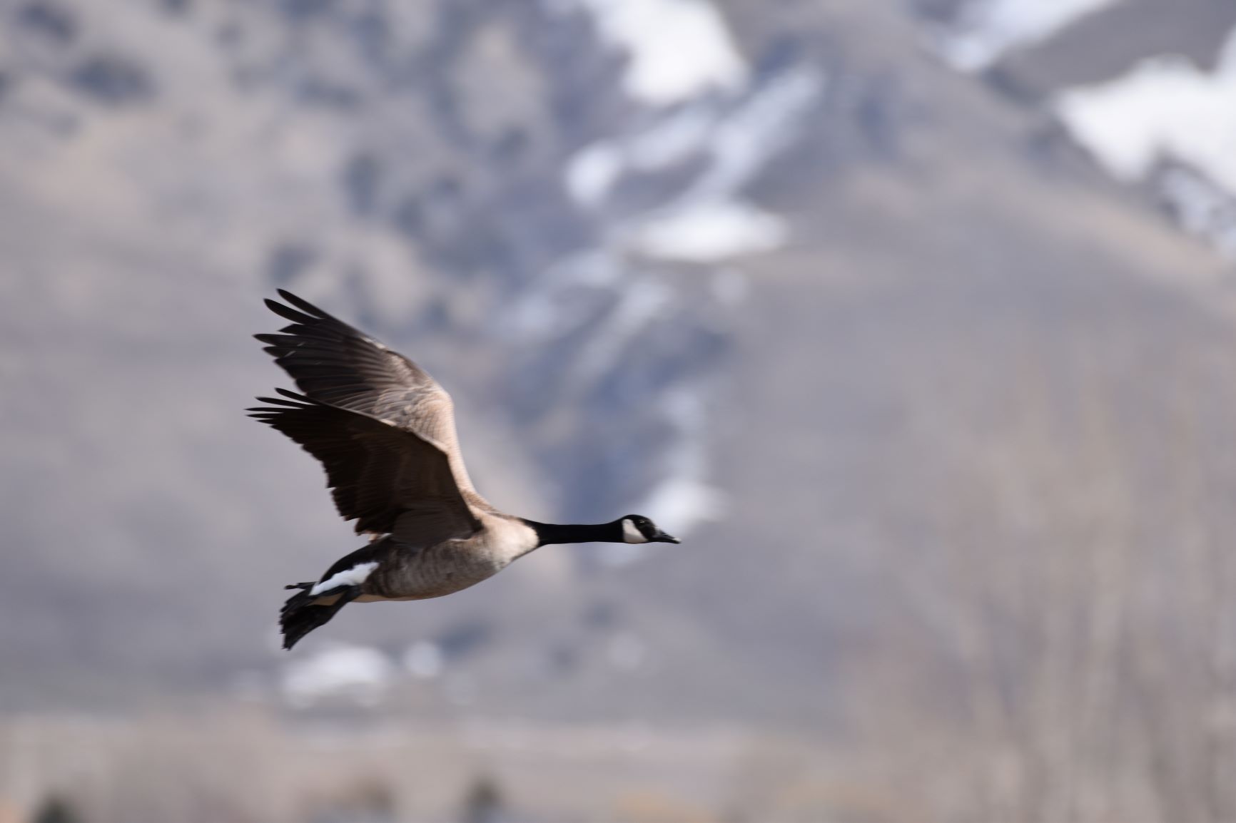 Canada Goose Courtesy & Copyright Carol Salzetti Cache Valley Wild Bird Photo Contest 2021