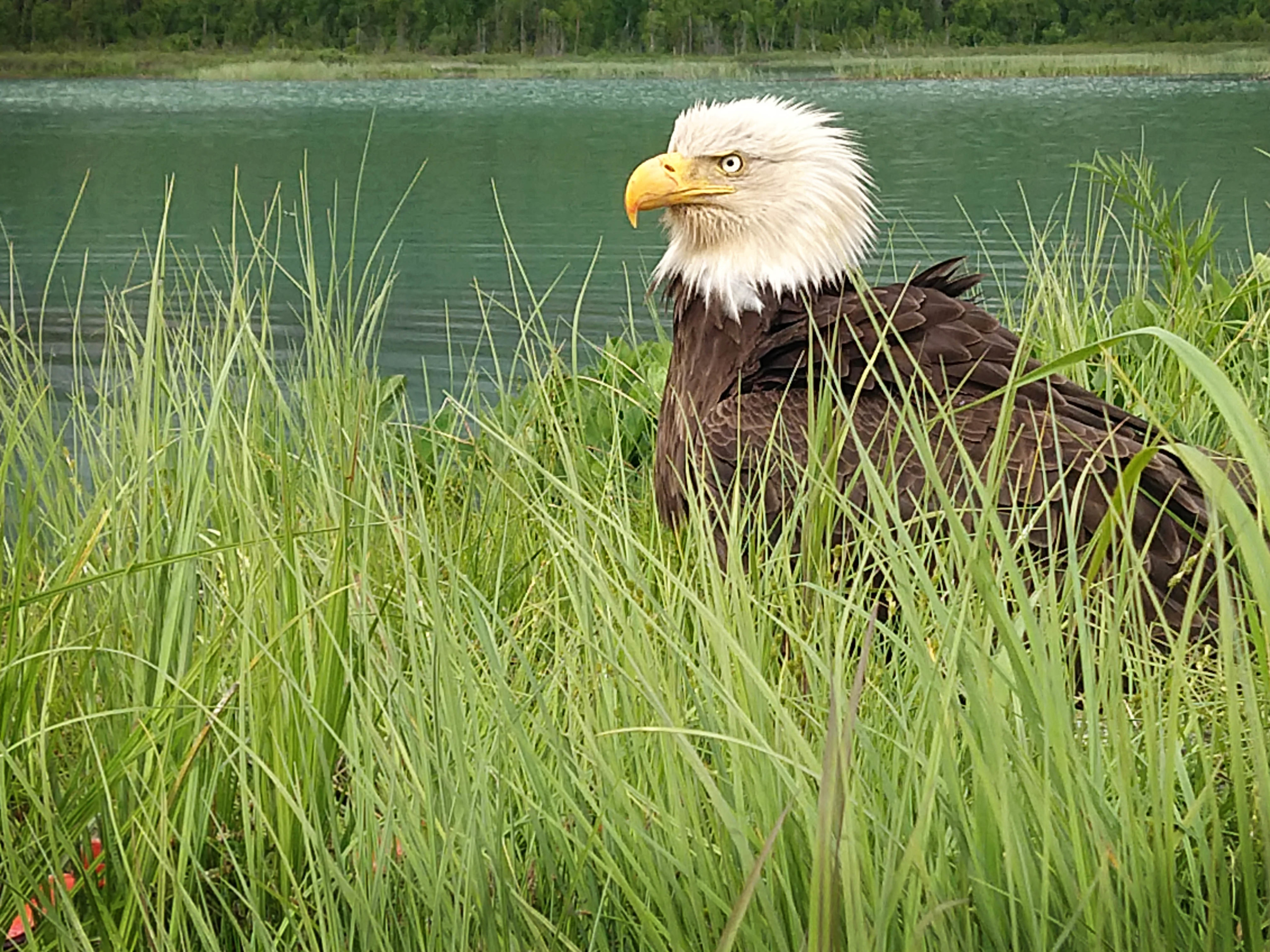 Ever Vigilant Courtesy & Copyright Calvin Swendsen Cache Valley Wild Bird Photo Contest 2021