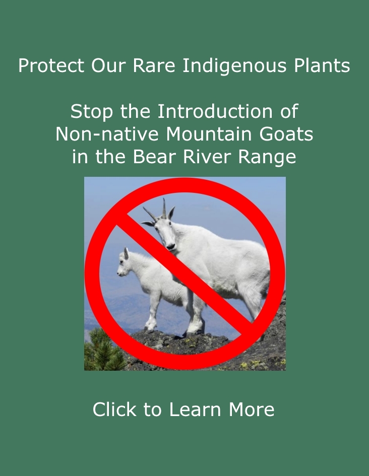 Stop the introduction of non-native mountain goats in the Naomi Wilderness--Click to Learn More