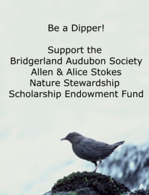 Be a Dipper! Support the Bridgerland Audubon Society Allen & Alice Stokes Nature Stewardship Scholarship Endowment Fund Image Courtesy US FWS, Dave Menke, Photographer