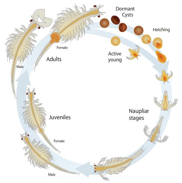 Brine Shrimp Lifecycle Courtesy Genetic Science Learning Center, University of Utah