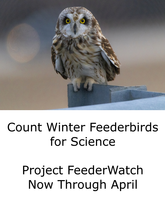 Count Winter Feederbirds for Science. Project FeederWatch Now Through April. Contains Short-eared Owl Courtesy & © Project FeederWatch, Walt Cochran, Photographer