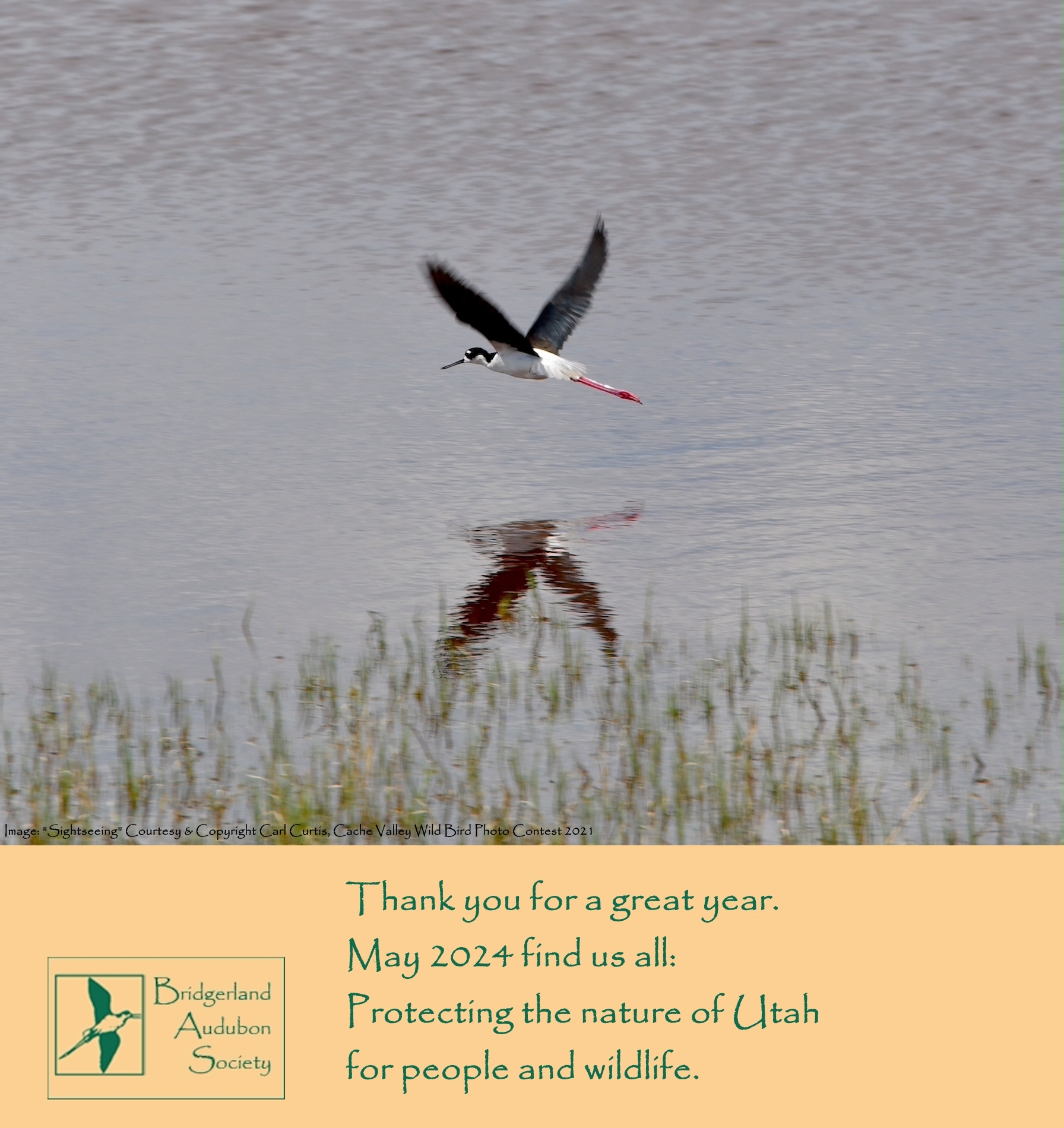 2023 Bridgerland Audubon Thank You Card Image Courtesy & Copyright Carl Curtis, Cache Valley Photo Contest