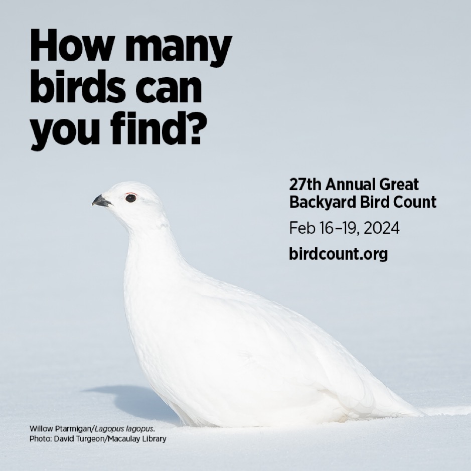 Great Backyard Bird Count-Click to visit www.birdcount.org (Courtesy National Audubon)