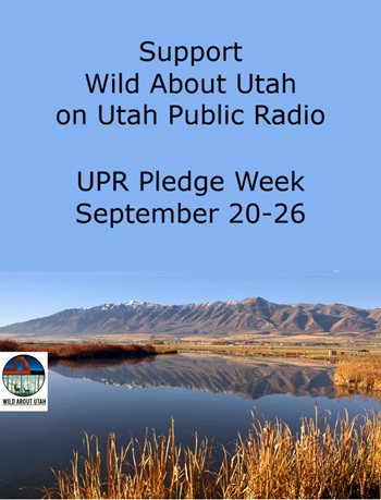 Bridgerland Audubon--Support Wild About Utah on Utah Public Radio