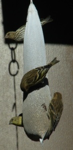Pine Siskins and an
American Goldfinch feed
feed on thistle from a sock feeder
Copyright © 2008 Jim Cane