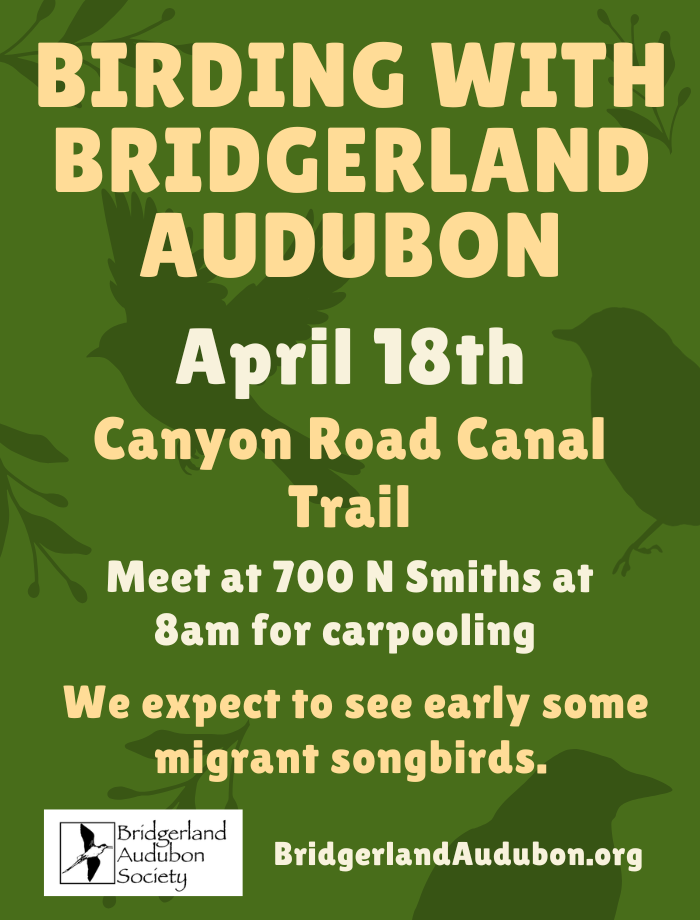 Birding with Bridgerland Audubon--Canyon Road Canal Trail, We expect to see various early migrant species. Chickadees and kinglets are almost guaranteed. Meet at 700 N Smiths Parking Lot, 8 am for carpooling