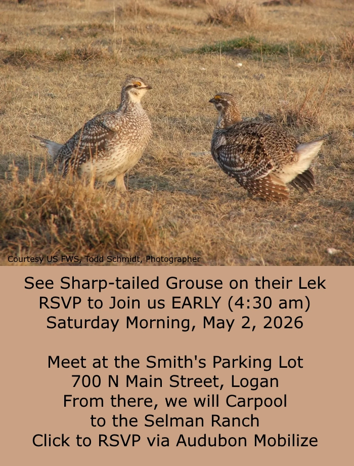 May 2 Sharp-tailed Grouse Lek 