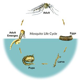 Mosquito Lifecycle Courtesy US Environmental Protection Agency, (US EPA)