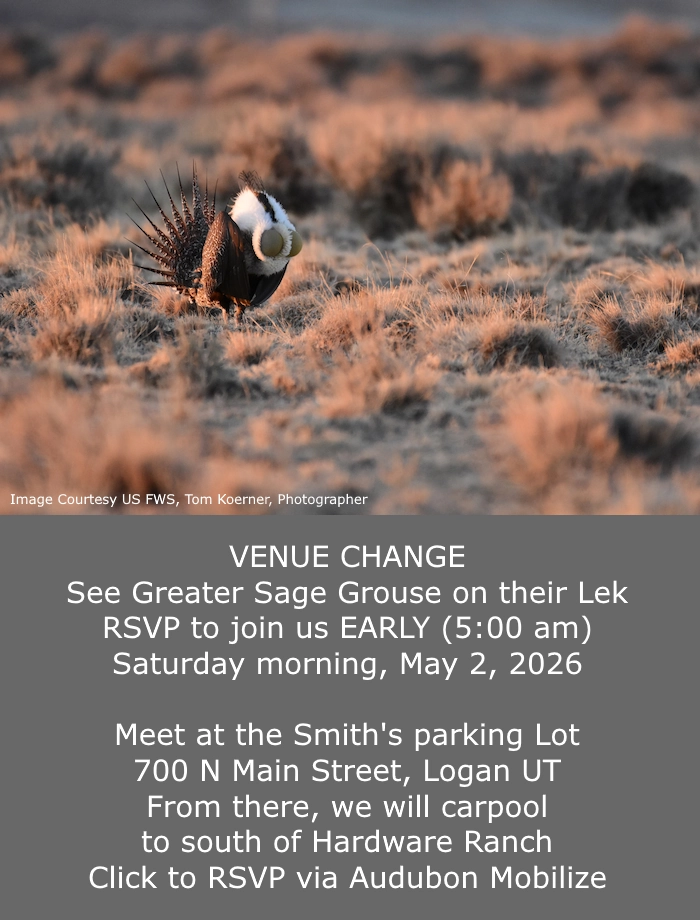 May 2 Greater Sage Grouse Lek Meet 5:00 am at Smith's Parking Lot, 700 N Main St, Logan, Image Courtesy US FWS, Tom Koerner, Photographer