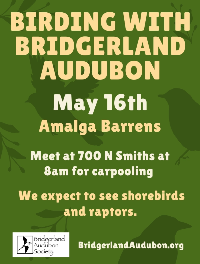 May 16, Birding with Bridgerland Audubon at the Amalga Barrens